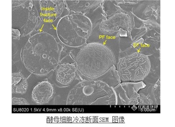 酵母細胞冷凍斷面SEM 圖像 酵母細胞冷凍斷面SEM 圖像